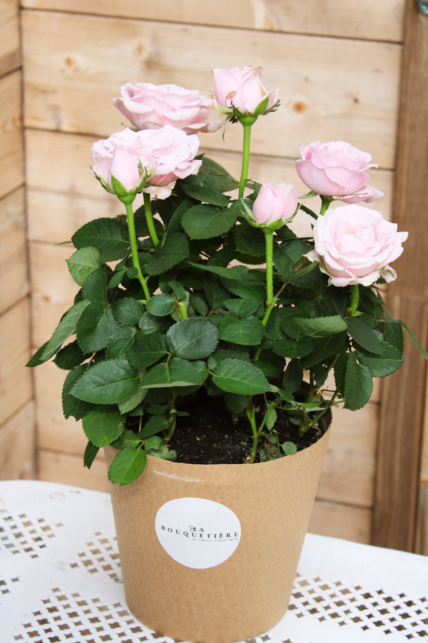Mini rosier blanc et cache pot
