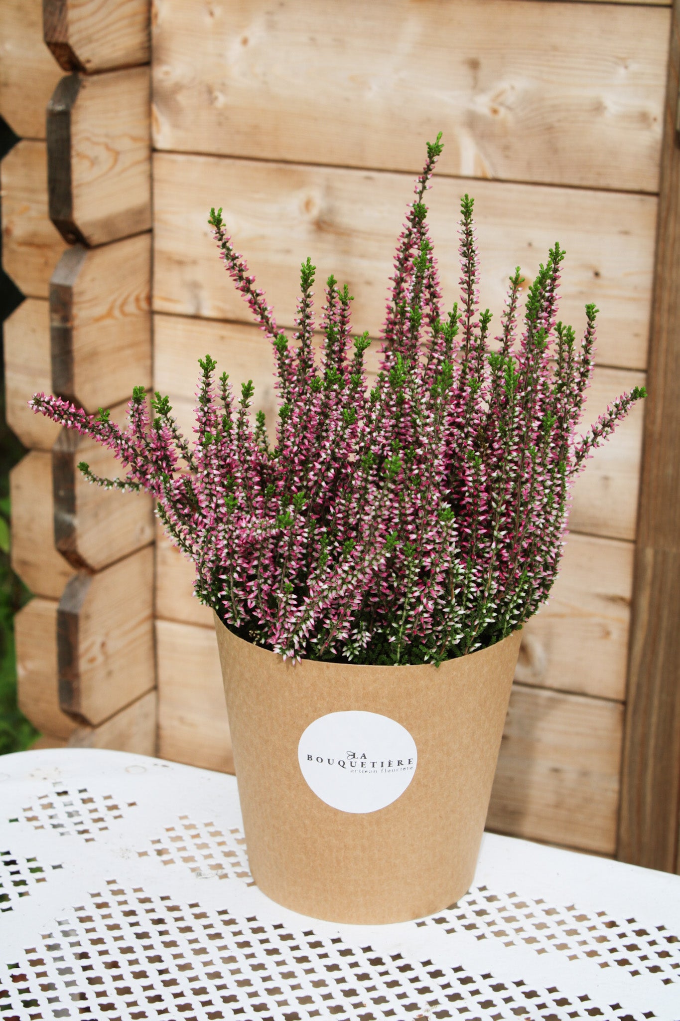 Bruyère en pot rose et cache pot