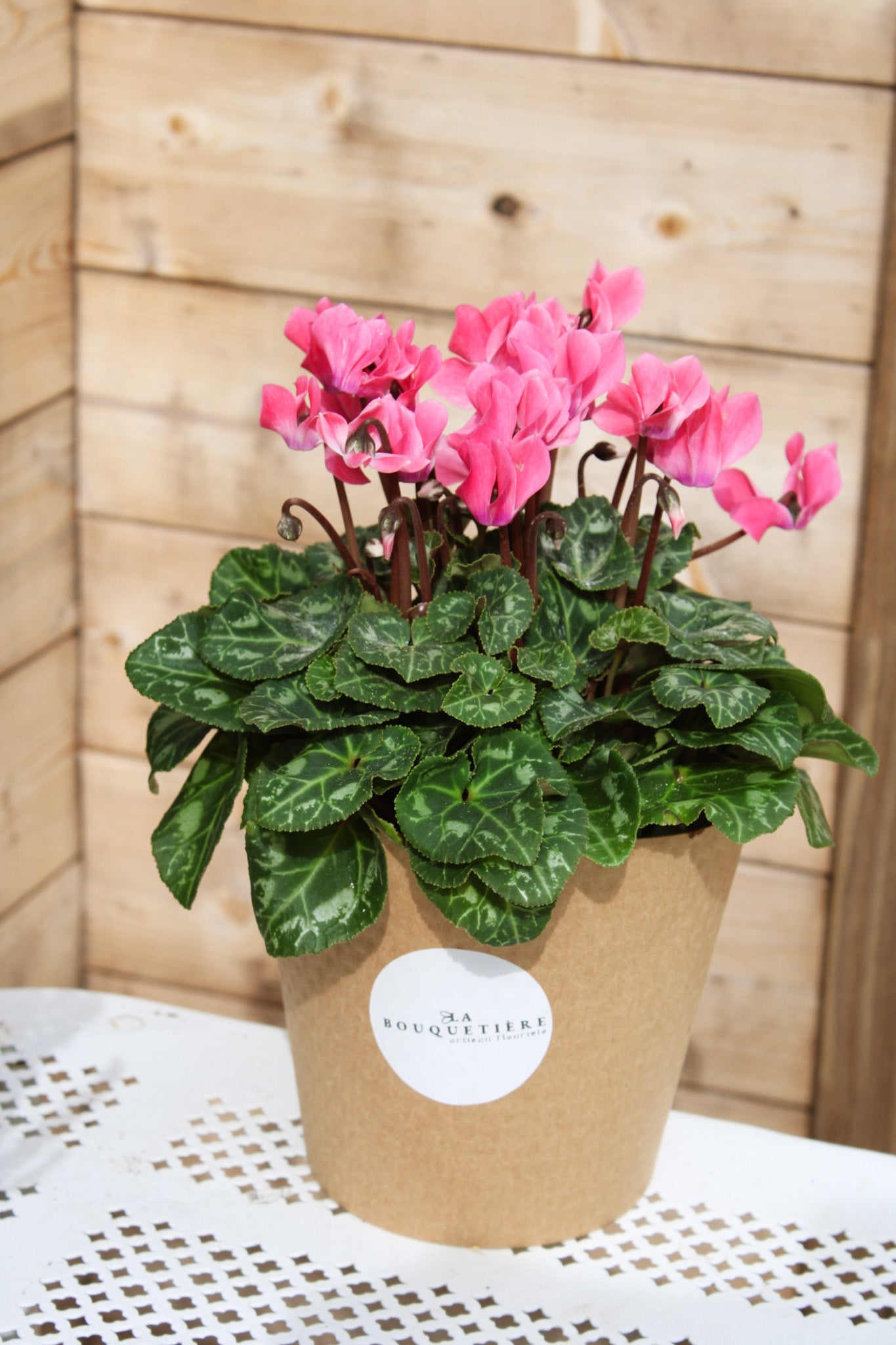 Cyclamen rose en pot