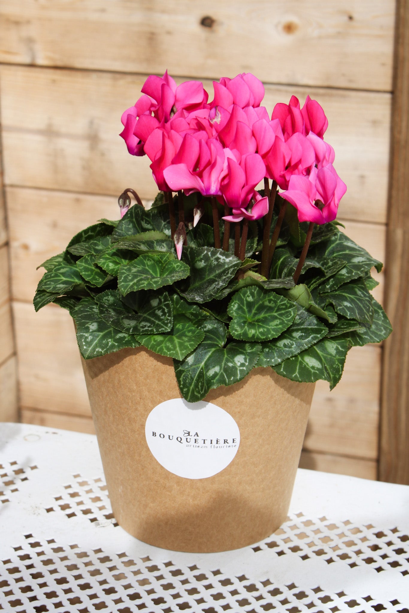 Cyclamen rose en pot