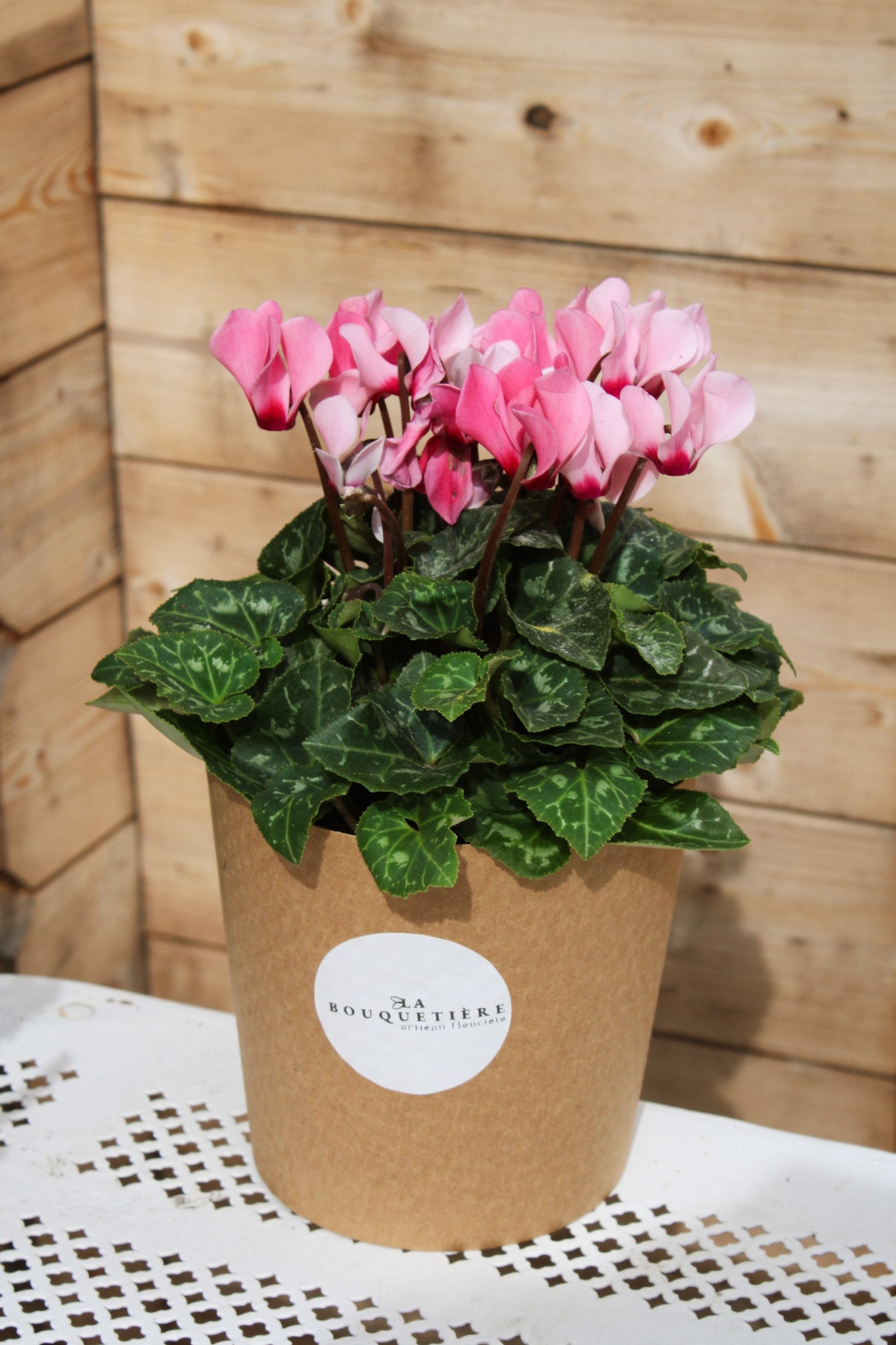 Cyclamen rose en pot