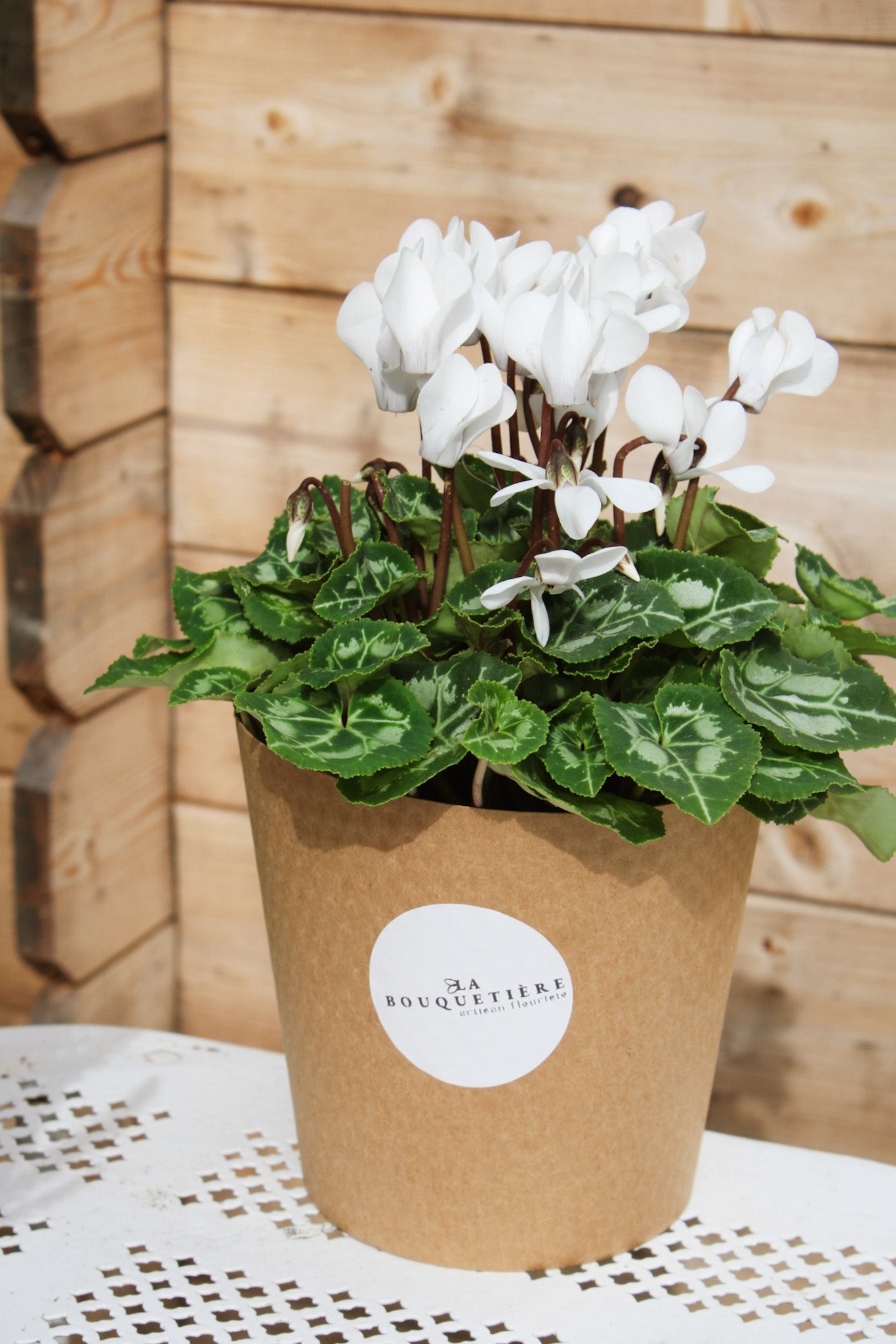 Cyclamen blanc en pot